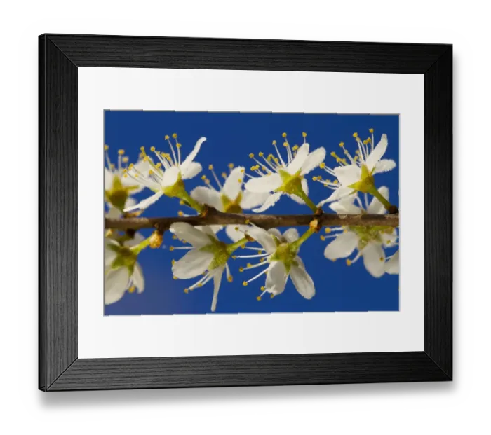 Framed Print : Blackthorn (Prunus spinosa) close-up of flowers, Powys, Wales, April Framed Print : Blackthorn (Prunus spinosa) close-up of flowers, Powys, Wales, April
