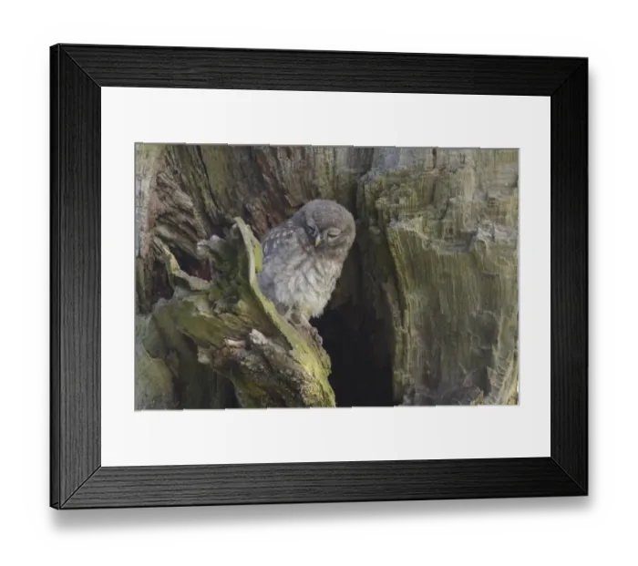 Framed Print : Little Owl (Athene noctua) juvenile, with eyes closed, perched beside nest cavity on tree in farmland, West Yorkshire Framed Print : Little Owl (Athene noctua) juvenile, with eyes closed, perched beside nest cavity on tree in farmland, West Yorkshire