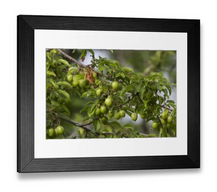 Framed Print : Unripe green cherries Framed Print : Unripe green cherries