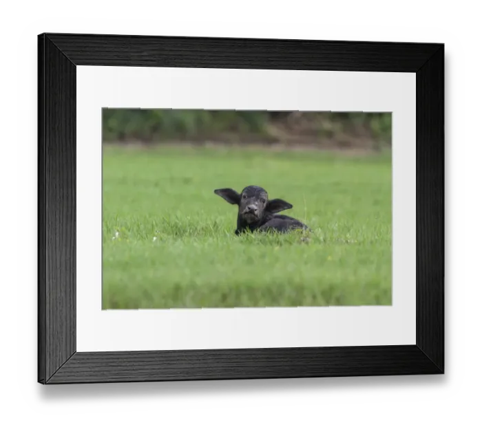 Framed Print : Domestic water Buffalo calf resting Framed Print : Domestic water Buffalo calf resting
