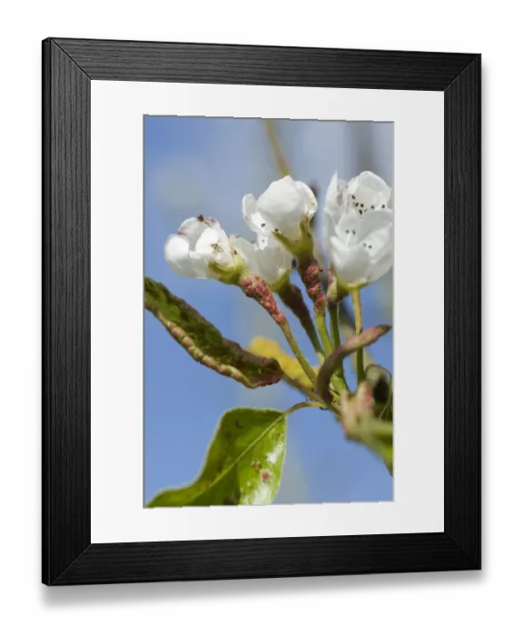 Framed Print : Early blisters of pear leaf blister mite, Eriophyes pyri, red on young pear foliage and flower peduncles in spring