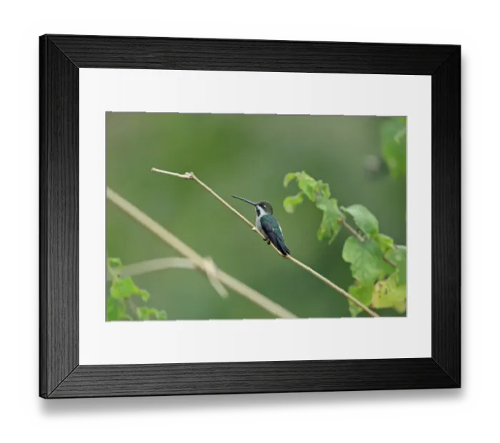 Framed Print : Long-billed Starthroat (Heliomaster longirostris) adult female, perched on stem, Trinidad, Trinidad and Tobago, March Framed Print : Long-billed Starthroat (Heliomaster longirostris) adult female, perched on stem, Trinidad, Trinidad and Tobago, March