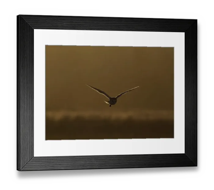 Framed Print : Barn Owl (Tyto alba) adult, in flight, backlit, hunting at dusk, Norfolk, England, February Framed Print : Barn Owl (Tyto alba) adult, in flight, backlit, hunting at dusk, Norfolk, England, February