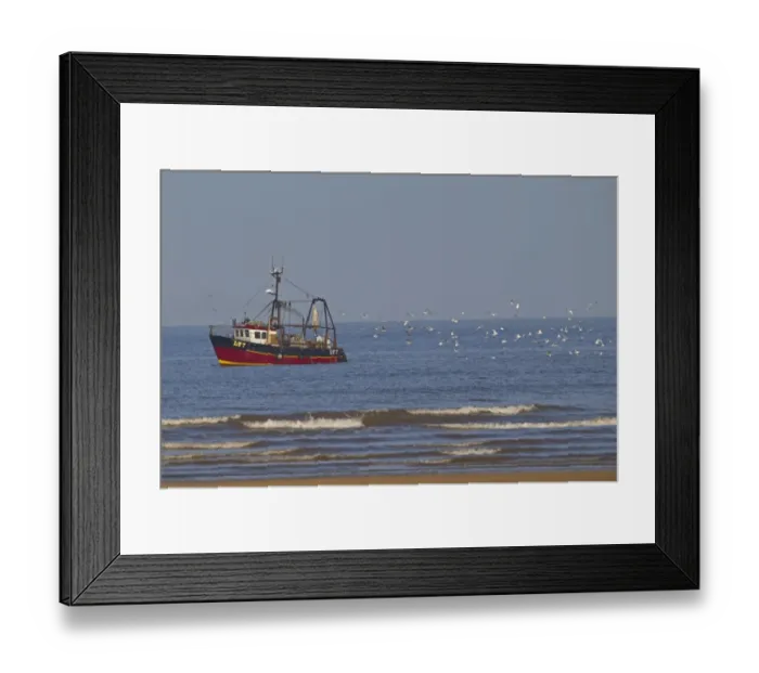 Framed Print : Fishing boat with beam trawls, followed by seagull flock at sea, Norfolk, England, November