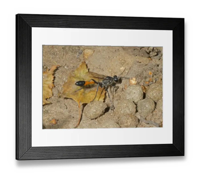 Framed Print : Common Sand Wasp (Ammophila sabulosa) adult female, amongst European Rabbit (Oryctolagus cuniculus) Framed Print : Common Sand Wasp (Ammophila sabulosa) adult female, amongst European Rabbit (Oryctolagus cuniculus)