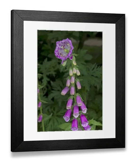 Framed Print : Common Foxglove (Digitalis purpurea) flowering, with mutation at tip of flowerspike, Norfolk, England, June Framed Print : Common Foxglove (Digitalis purpurea) flowering, with mutation at tip of flowerspike, Norfolk, England, June