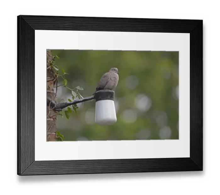 Framed Print : Eurasian Collared Dove (Streptopelia decaocto) adult, perched on outside light of house, Norfolk, England, July Framed Print : Eurasian Collared Dove (Streptopelia decaocto) adult, perched on outside light of house, Norfolk, England, July