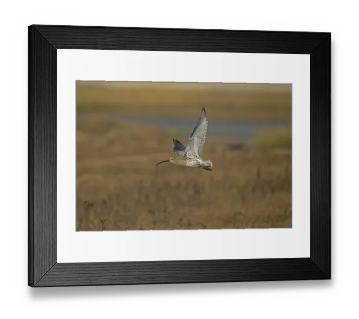 Framed Print : Eurasian Curlew (Numenius arquata) adult, in flight over saltmarsh, Norfolk, England, November