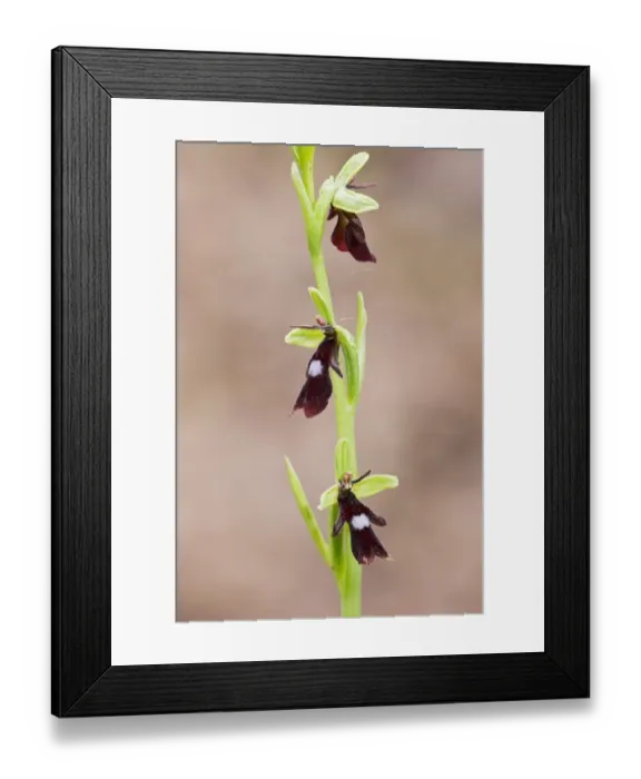 Framed Print : Fly Orchid (Ophrys insectifera) close-up of flowerspike, Chappetts Close, Hampshire, England, May Framed Print : Fly Orchid (Ophrys insectifera) close-up of flowerspike, Chappetts Close, Hampshire, England, May