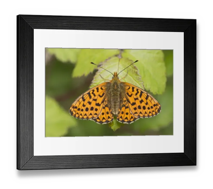 Framed Print : Pearl-bordered Fritillary (Boloria euphrosyne) adult male, freshly emerged, resting on leaf, Pignall, Hampshire Framed Print : Pearl-bordered Fritillary (Boloria euphrosyne) adult male, freshly emerged, resting on leaf, Pignall, Hampshire
