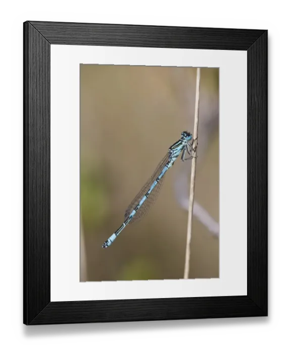 Framed Print : Southern Damselfly (Coenagrion mercuriale) adult male, resting on stem, New Forest N. P. Hampshire, England, May Framed Print : Southern Damselfly (Coenagrion mercuriale) adult male, resting on stem, New Forest N. P. Hampshire, England, May