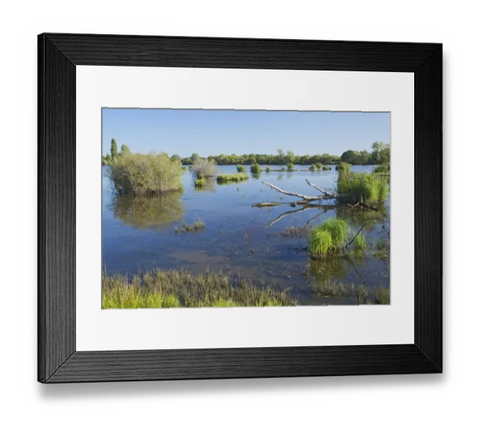 Framed Print : View of freshwater marshland habitat, Parc Naturel Regional de la Brenne, Indre, France, September Framed Print : View of freshwater marshland habitat, Parc Naturel Regional de la Brenne, Indre, France, September