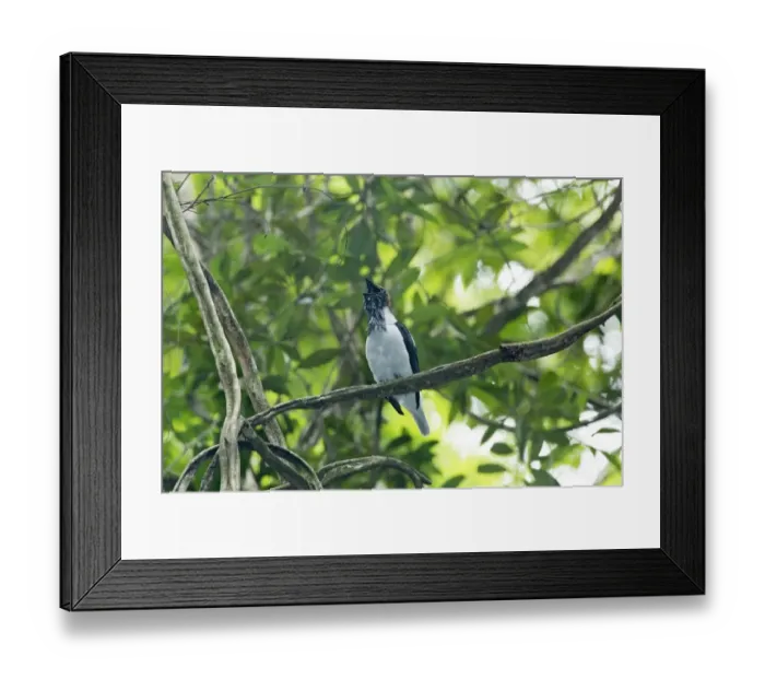 Framed Print : Bearded Bellbird (Procnias averano carnobarba) adult male, calling, perched on liana in rainforest Framed Print : Bearded Bellbird (Procnias averano carnobarba) adult male, calling, perched on liana in rainforest