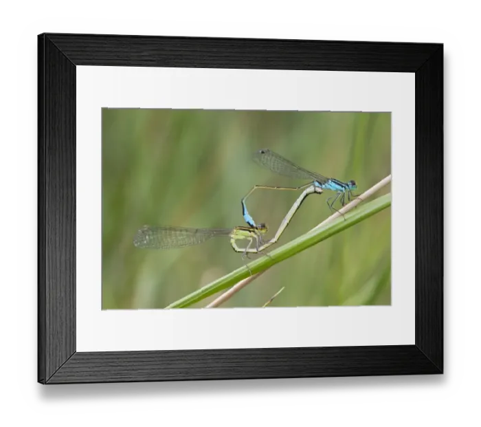 Framed Print : Blue-tailed Damselfly (Ischnura elegans) adult pair, mating in wheel position, Camargue, Bouches-du-Rhone Framed Print : Blue-tailed Damselfly (Ischnura elegans) adult pair, mating in wheel position, Camargue, Bouches-du-Rhone