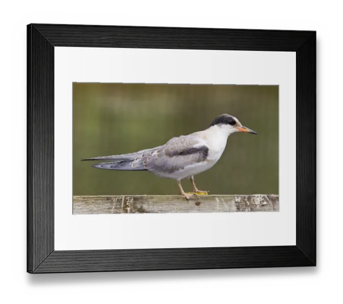 Framed Print : Arctic Tern (Sterna paradisea) juvenile, standing on wooden railing, The Broads, Norfolk, England, June Framed Print : Arctic Tern (Sterna paradisea) juvenile, standing on wooden railing, The Broads, Norfolk, England, June