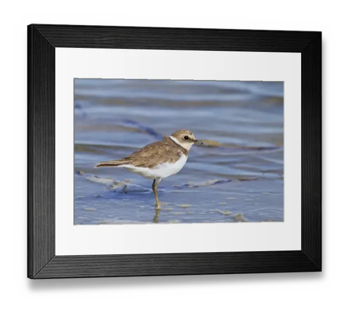 Framed Print : Little Ringed Plover (Charadrius dubius) juvenile, standing on mud in shallow water, Camargue, Bouches-du-Rhone Framed Print : Little Ringed Plover (Charadrius dubius) juvenile, standing on mud in shallow water, Camargue, Bouches-du-Rhone