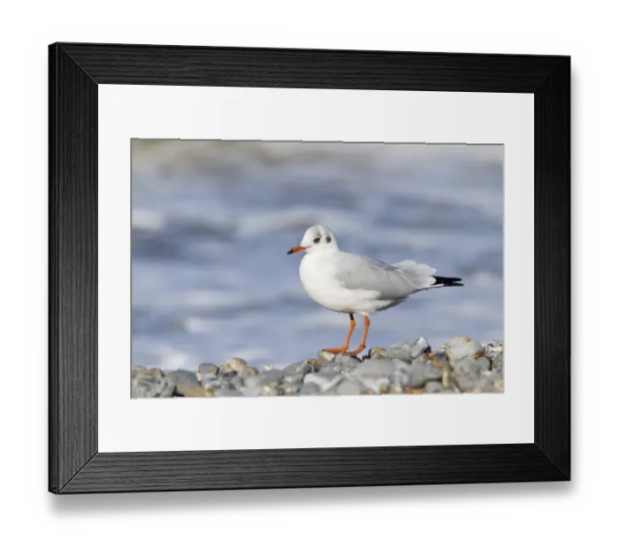 Framed Print : Black-headed Gull (Chroicocephalus ridibundus) adult, non-breeding plumage, standing on shingle beach, Cromer, Norfolk Framed Print : Black-headed Gull (Chroicocephalus ridibundus) adult, non-breeding plumage, standing on shingle beach, Cromer, Norfolk