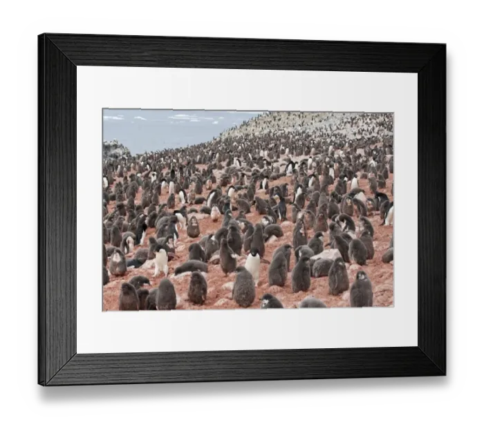 Framed Print : Adelie Penguin (Pygoscelis adeliae) adults and chicks, colony on rocks stained pink from guano containing krill Framed Print : Adelie Penguin (Pygoscelis adeliae) adults and chicks, colony on rocks stained pink from guano containing krill