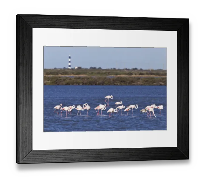 Framed Print : Greater Flamingo (Phoenicopterus roseus) adults, flock in shallow water of wetland habitat, Camargue, Bouches-du-Rhone Framed Print : Greater Flamingo (Phoenicopterus roseus) adults, flock in shallow water of wetland habitat, Camargue, Bouches-du-Rhone