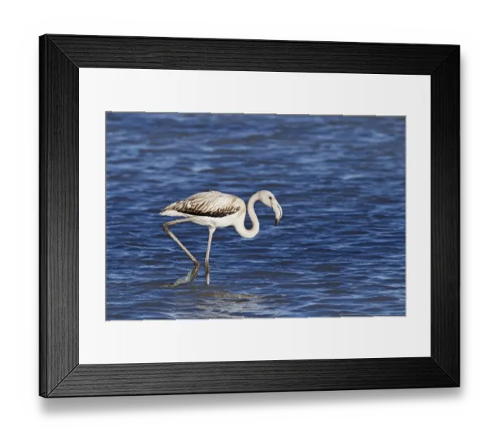 Framed Print : Greater Flamingo (Phoenicopterus roseus) juvenile, walking in water, Camargue, Bouches-du-Rhone Framed Print : Greater Flamingo (Phoenicopterus roseus) juvenile, walking in water, Camargue, Bouches-du-Rhone