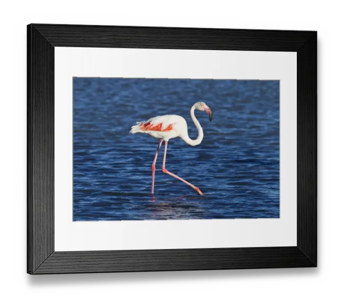 Framed Print : Greater Flamingo (Phoenicopterus roseus) adult, walking in shallow water, Camargue, Bouches-du-Rhone Framed Print : Greater Flamingo (Phoenicopterus roseus) adult, walking in shallow water, Camargue, Bouches-du-Rhone