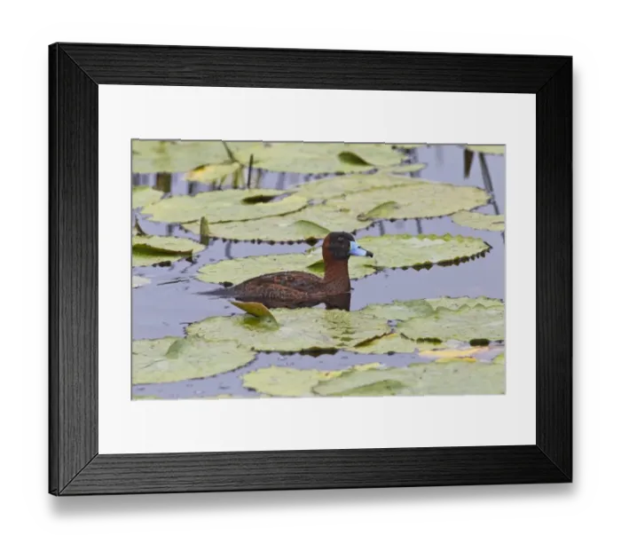 Framed Print : Masked Duck (Nomonyx dominicus) adult male, breeding plumage, swimming amongst waterlily leaves, Tobago Framed Print : Masked Duck (Nomonyx dominicus) adult male, breeding plumage, swimming amongst waterlily leaves, Tobago