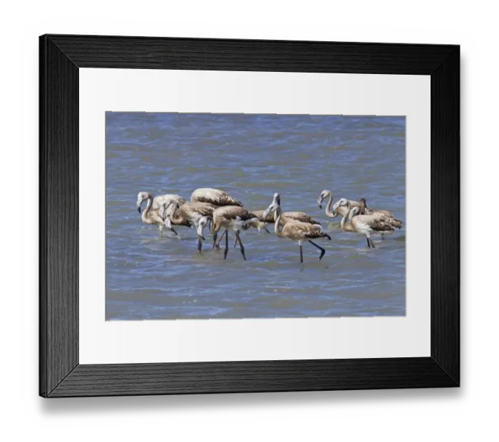 Framed Print : Greater Flamingo (Phoenicopterus roseus) juveniles, creche walking in water, Camargue, Bouches-du-Rhone Framed Print : Greater Flamingo (Phoenicopterus roseus) juveniles, creche walking in water, Camargue, Bouches-du-Rhone