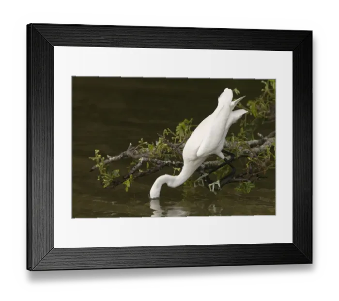 Framed Print : Snowy Egret (Egretta thula) adult, fishing, with head submerged under water, Tobago, Trinidad and Tobago, November Framed Print : Snowy Egret (Egretta thula) adult, fishing, with head submerged under water, Tobago, Trinidad and Tobago, November