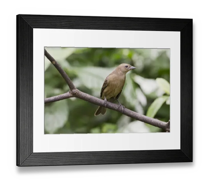 Framed Print : Shiny Cowbird (Molothrus bonariensis) adult female / immature, perched on twig, Trinidad, Trinidad and Tobago, November Framed Print : Shiny Cowbird (Molothrus bonariensis) adult female / immature, perched on twig, Trinidad, Trinidad and Tobago, November