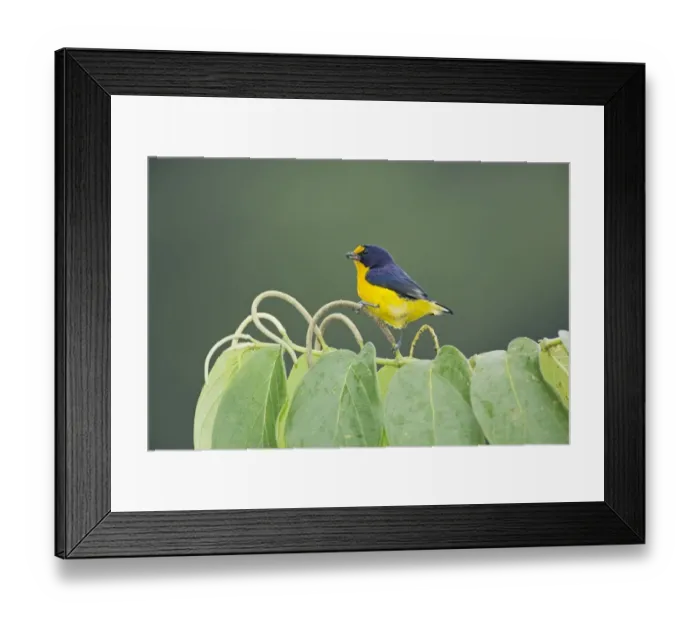 Framed Print : Violaceous Euphonia (Euphonia violacea) adult male, feeding, perched on flowerspike, Trinidad, Trinidad and Tobago Framed Print : Violaceous Euphonia (Euphonia violacea) adult male, feeding, perched on flowerspike, Trinidad, Trinidad and Tobago