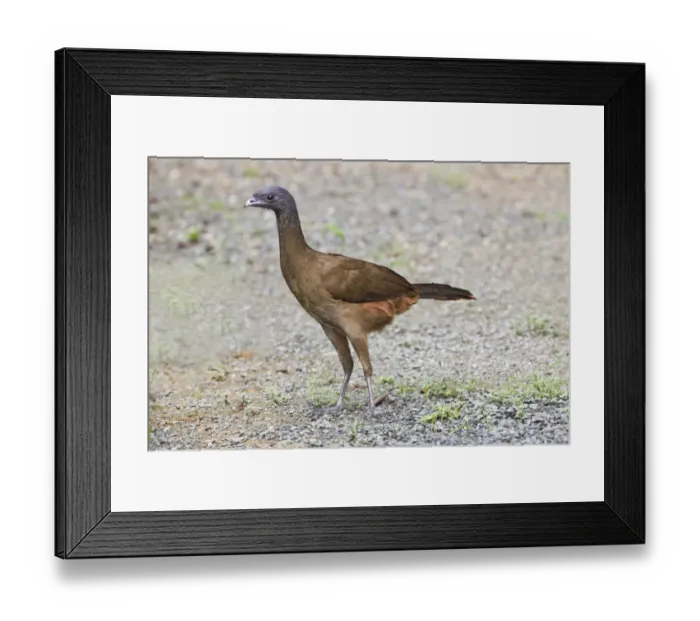 Framed Print : Rufous-vented Chachalaca (Ortalis ruficauda) adult, standing on ground, Tobago, Trinidad and Tobago, November Framed Print : Rufous-vented Chachalaca (Ortalis ruficauda) adult, standing on ground, Tobago, Trinidad and Tobago, November