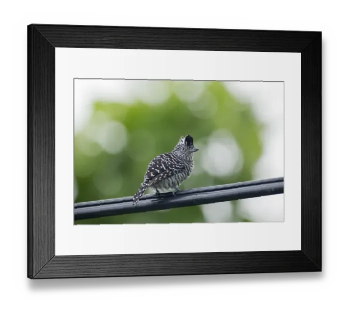 Framed Print : Barred Antshrike Thamnophilus doliatus adult male, perched on telegraph wire, Trinidad, Trinidad and Tobago, November Framed Print : Barred Antshrike Thamnophilus doliatus adult male, perched on telegraph wire, Trinidad, Trinidad and Tobago, November