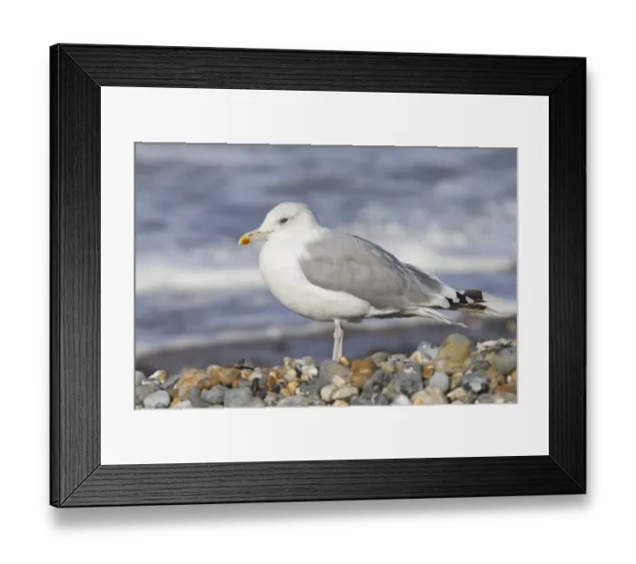 Framed Print : Caspian Gull (Larus cachinnans) adult, non-breeding plumage, standing on shingle beach, Cromer, Norfolk, England