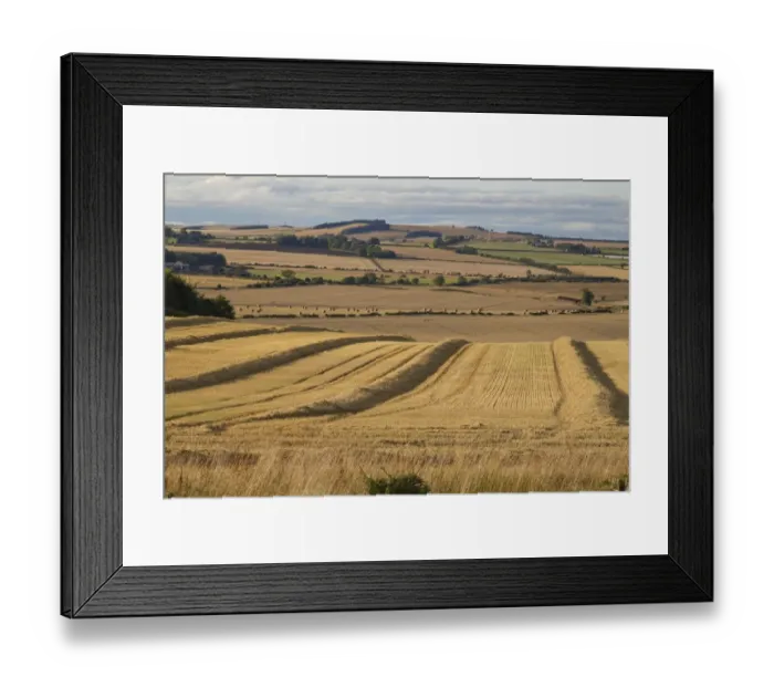 Framed Print : Harvested fields with lines of loose straw and round bales in evening sunlight