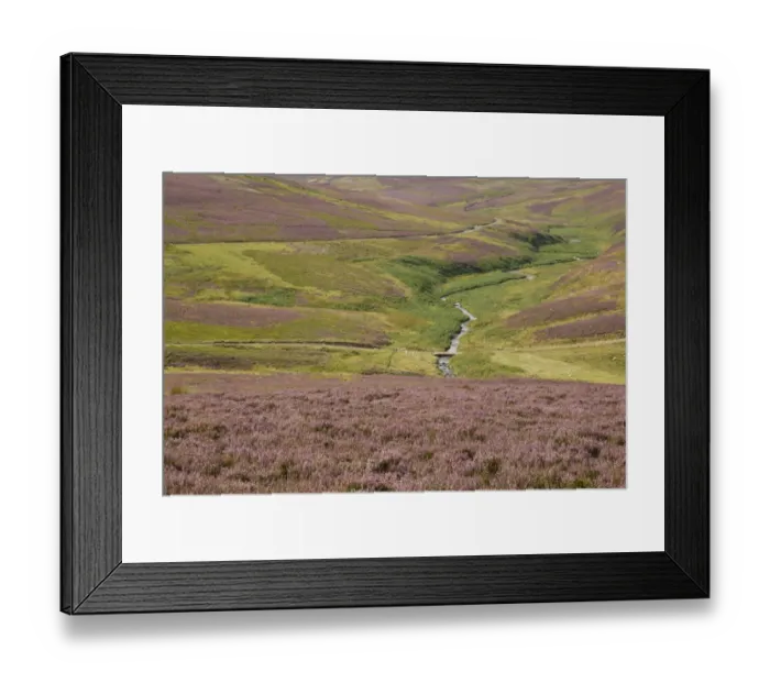 Framed Print : View of moorland habitat with flowering Common Heather (Calluna vulgaris) and burn, Lammermuir Hills, Berwickshire