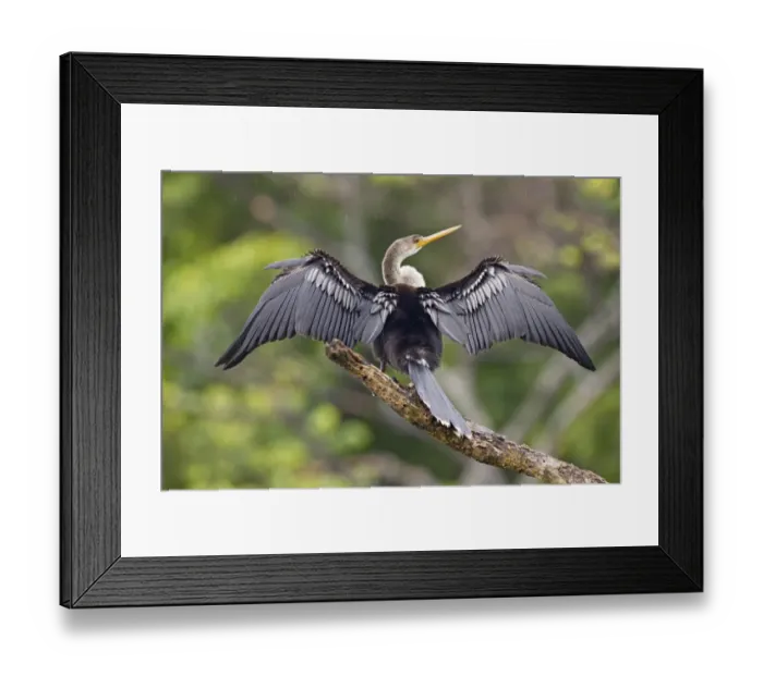 Framed Print : Anhinga (Anhinga anhinga) immature, with wings outstretched, standing on branch during rainfall, Tobago