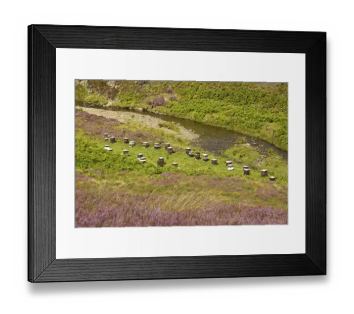 Framed Print : Bee keeping, Western Honey Bee (Apis mellifera) hives on banks of burn flowing through moorland with flowering Common