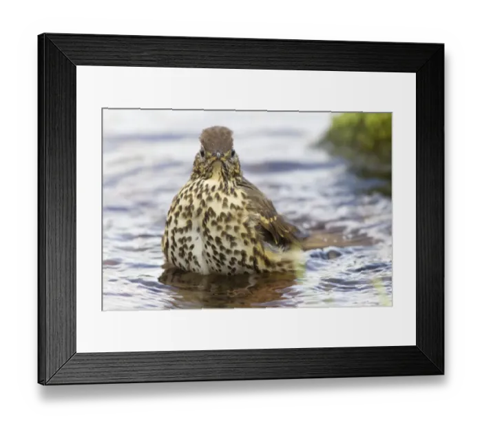 Framed Print : Song Thrush (Turdus philomelos) adult, bathing in garden pond, Berwickshire, Scottish Borders, Scotland, October Framed Print : Song Thrush (Turdus philomelos) adult, bathing in garden pond, Berwickshire, Scottish Borders, Scotland, October
