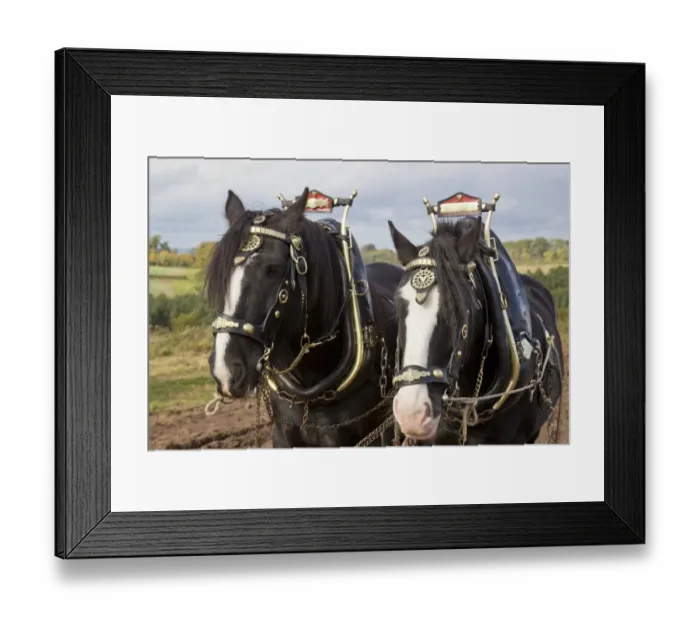 Framed Print : Horse, Heavy Horse, two adults, close-up of heads, wearing harnesses, Scottish Borders, Scotland, October Framed Print : Horse, Heavy Horse, two adults, close-up of heads, wearing harnesses, Scottish Borders, Scotland, October