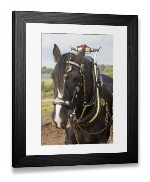 Framed Print : Horse, Heavy Horse, adult, close-up of head, wearing harness, Scottish Borders, Scotland, October Framed Print : Horse, Heavy Horse, adult, close-up of head, wearing harness, Scottish Borders, Scotland, October