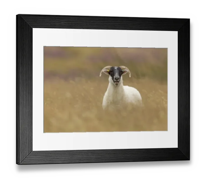 Framed Print : Domestic Sheep, Scottish Blackface, adult, calling, standing amongst long grass, Lammermuir Hills, Berwickshire