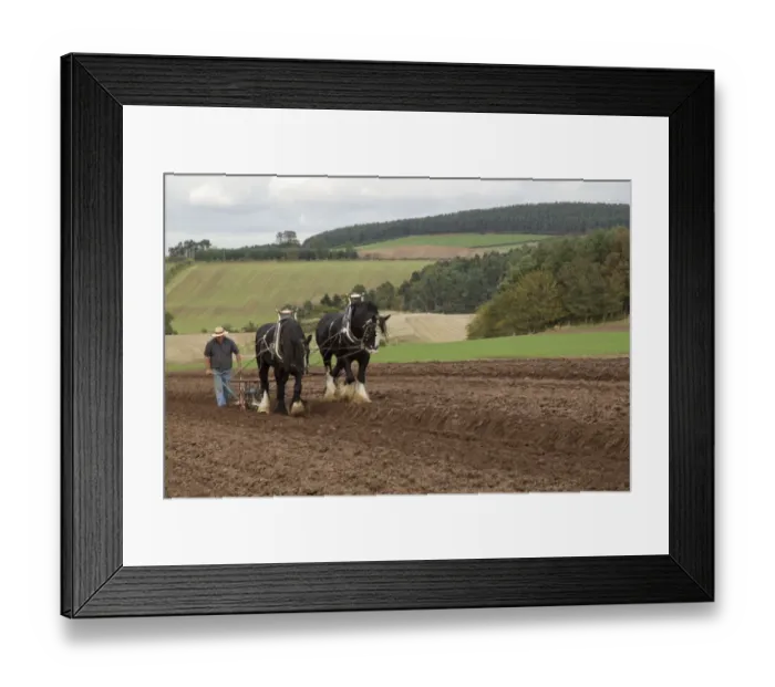 Framed Print : Horse, Heavy Horse, two adults, working, ploughing field with ploughman, Scottish Borders, Scotland, October Framed Print : Horse, Heavy Horse, two adults, working, ploughing field with ploughman, Scottish Borders, Scotland, October