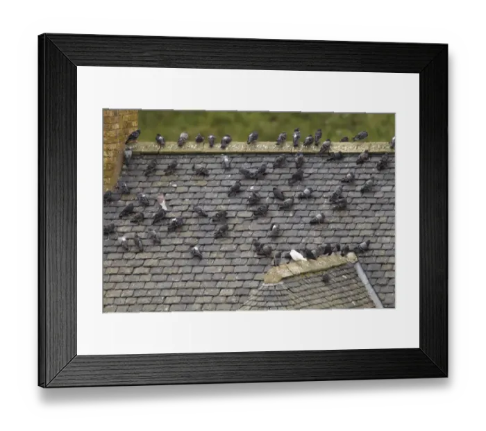 Framed Print : Feral Pigeon (Columba livia) flock, standing on slate roof of disused building, Berwickshire, Scottish Borders Framed Print : Feral Pigeon (Columba livia) flock, standing on slate roof of disused building, Berwickshire, Scottish Borders