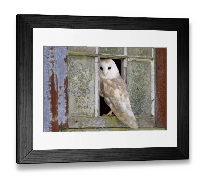 Framed Print : Barn Owl (Tyto alba) adult, standing at window of rusting corrugated iron shed, Berwickshire, Scottish Borders Framed Print : Barn Owl (Tyto alba) adult, standing at window of rusting corrugated iron shed, Berwickshire, Scottish Borders