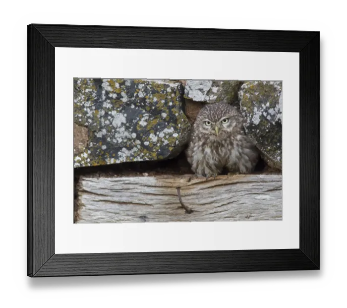 Framed Print : Little Owl (Athene noctua) adult, standing at hole in stone outbuilding, Berwickshire, Scottish Borders, Scotland Framed Print : Little Owl (Athene noctua) adult, standing at hole in stone outbuilding, Berwickshire, Scottish Borders, Scotland