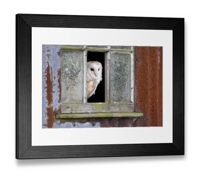 Framed Print : Barn Owl (Tyto alba) adult, standing at window of rusting corrugated iron shed, Berwickshire, Scottish Borders