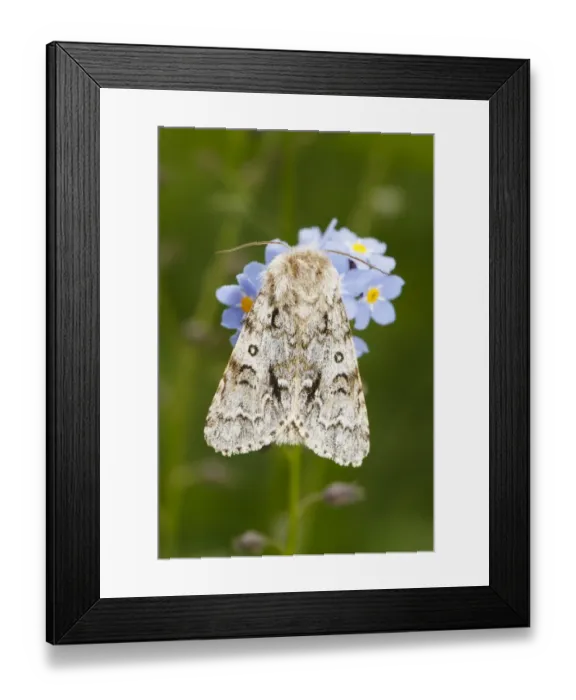 Framed Print : Light Knot Grass Moth (Acronicta menyanthidis) adult, resting on flowers, Powys, Wales, May Framed Print : Light Knot Grass Moth (Acronicta menyanthidis) adult, resting on flowers, Powys, Wales, May