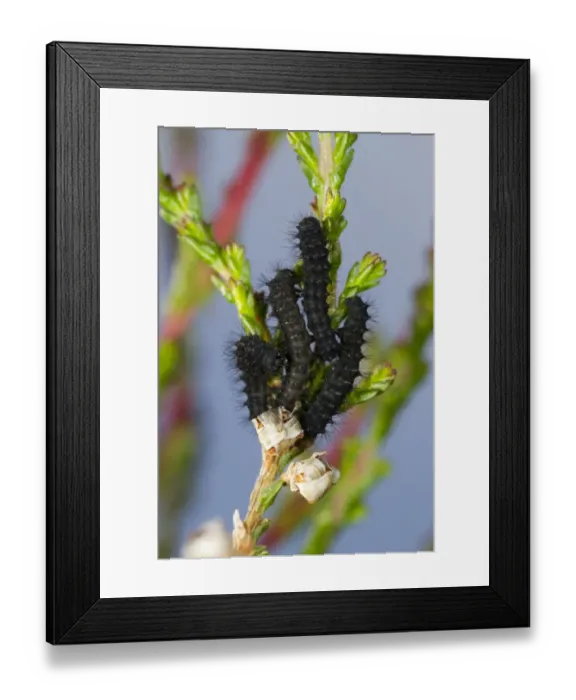 Framed Print : Emperor Moth (Saturnia pavonia) first instar larvae, on Common Heather (Calluna vulgaris) foodplant, Powys, Wales, June Framed Print : Emperor Moth (Saturnia pavonia) first instar larvae, on Common Heather (Calluna vulgaris) foodplant, Powys, Wales, June