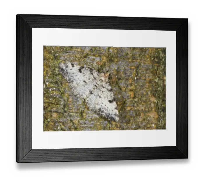 Framed Print : Dotted Carpet (Alcis jubata) adult, resting on bark, Powys, Wales, July Framed Print : Dotted Carpet (Alcis jubata) adult, resting on bark, Powys, Wales, July
