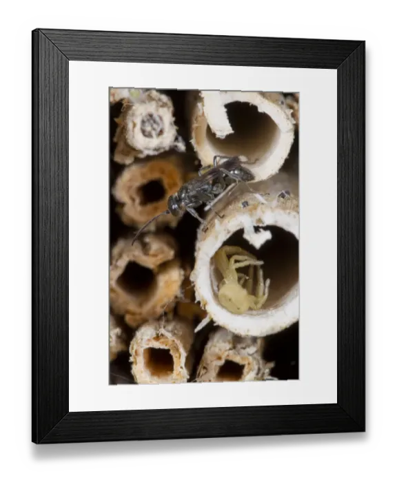 Framed Print : Spider-hunting Wasp (Dipogon variegatus) adult female, with spider prey in hollow plant stem, Powys, Wales, July Framed Print : Spider-hunting Wasp (Dipogon variegatus) adult female, with spider prey in hollow plant stem, Powys, Wales, July